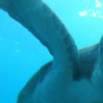 Illustration du profil de oljet